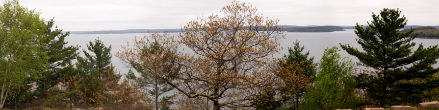 [Several photos stitched together showing at least a half dozen different types of trees. Islands in the bay visible in the background.]